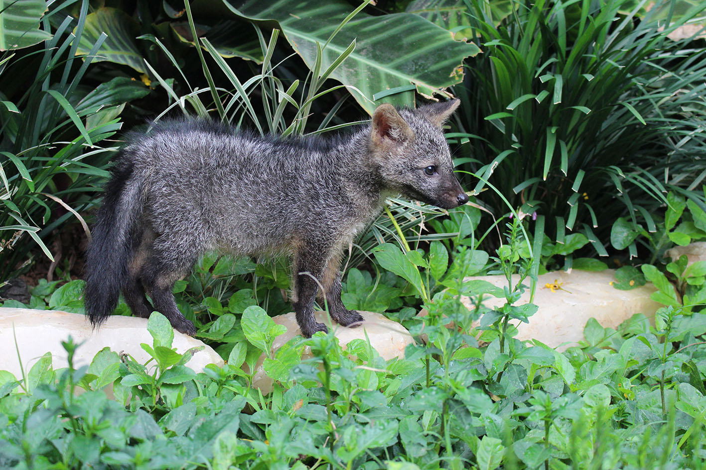 Cebus recebe filhote de cachorro do mato pelo Fauna sem Lar