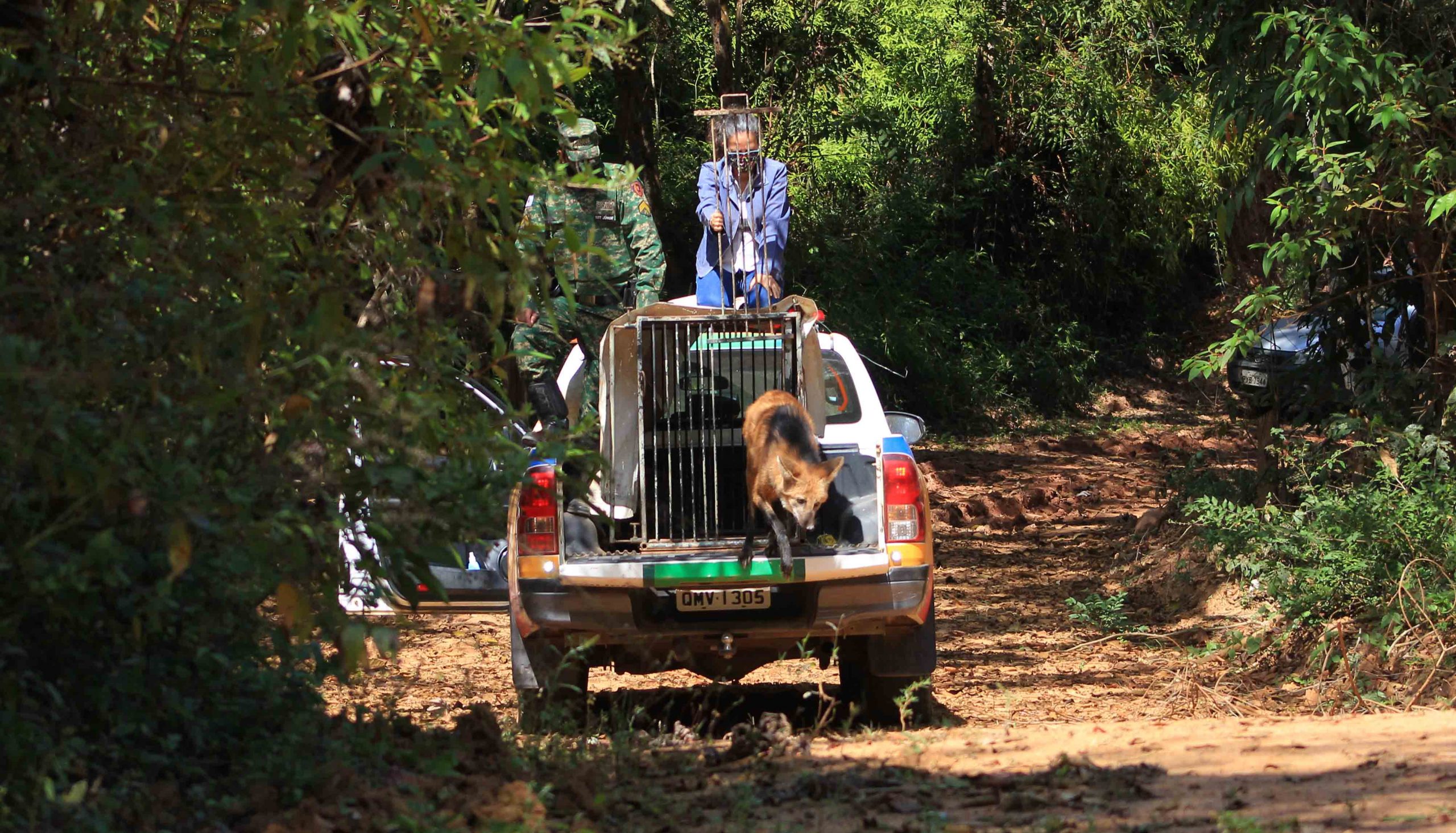 Cebus devolve grande número de animais à natureza em 2020