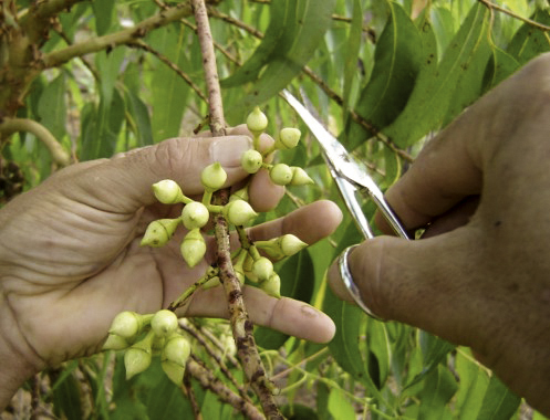 Cenibra desenvolve melhoramento genético em cultivo de eucaliptos