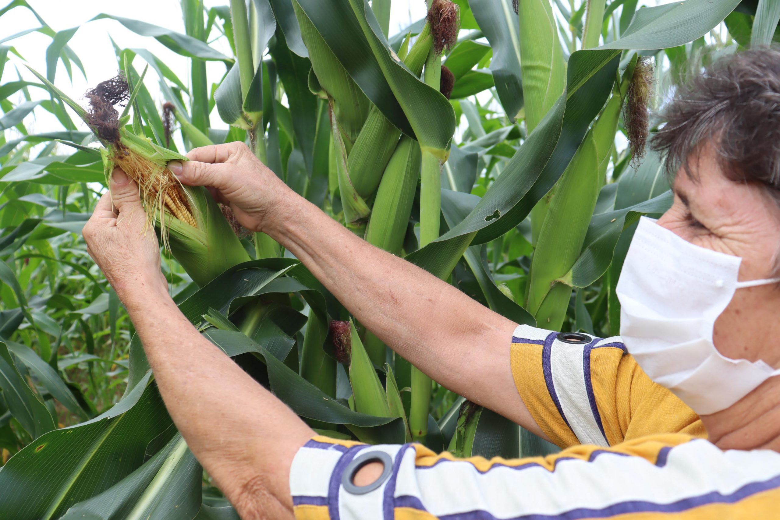 Projeto agrícola da Cenibra produz 100 toneladas de alimentos por ano