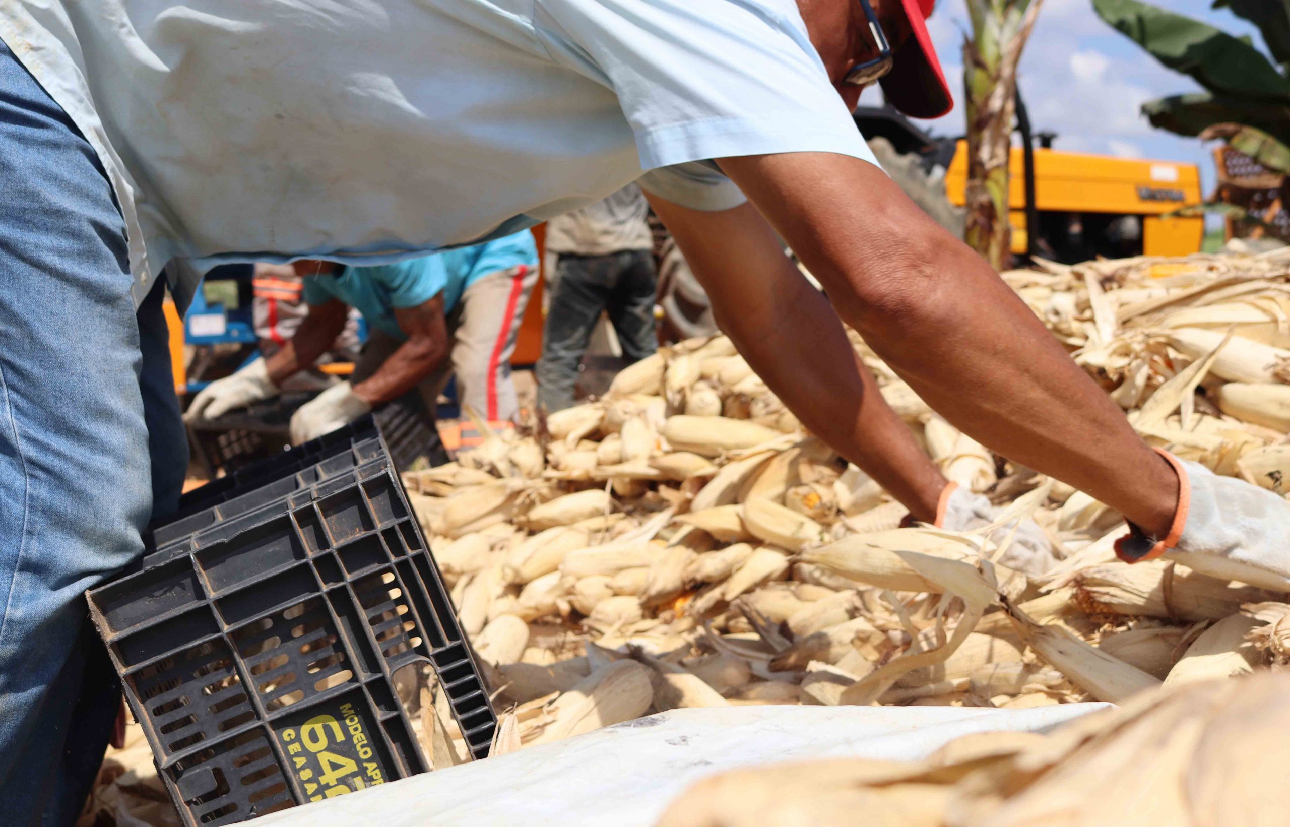 Projeto agrícola apoiado pela Cenibra produz mais de 150 toneladas de alimentos