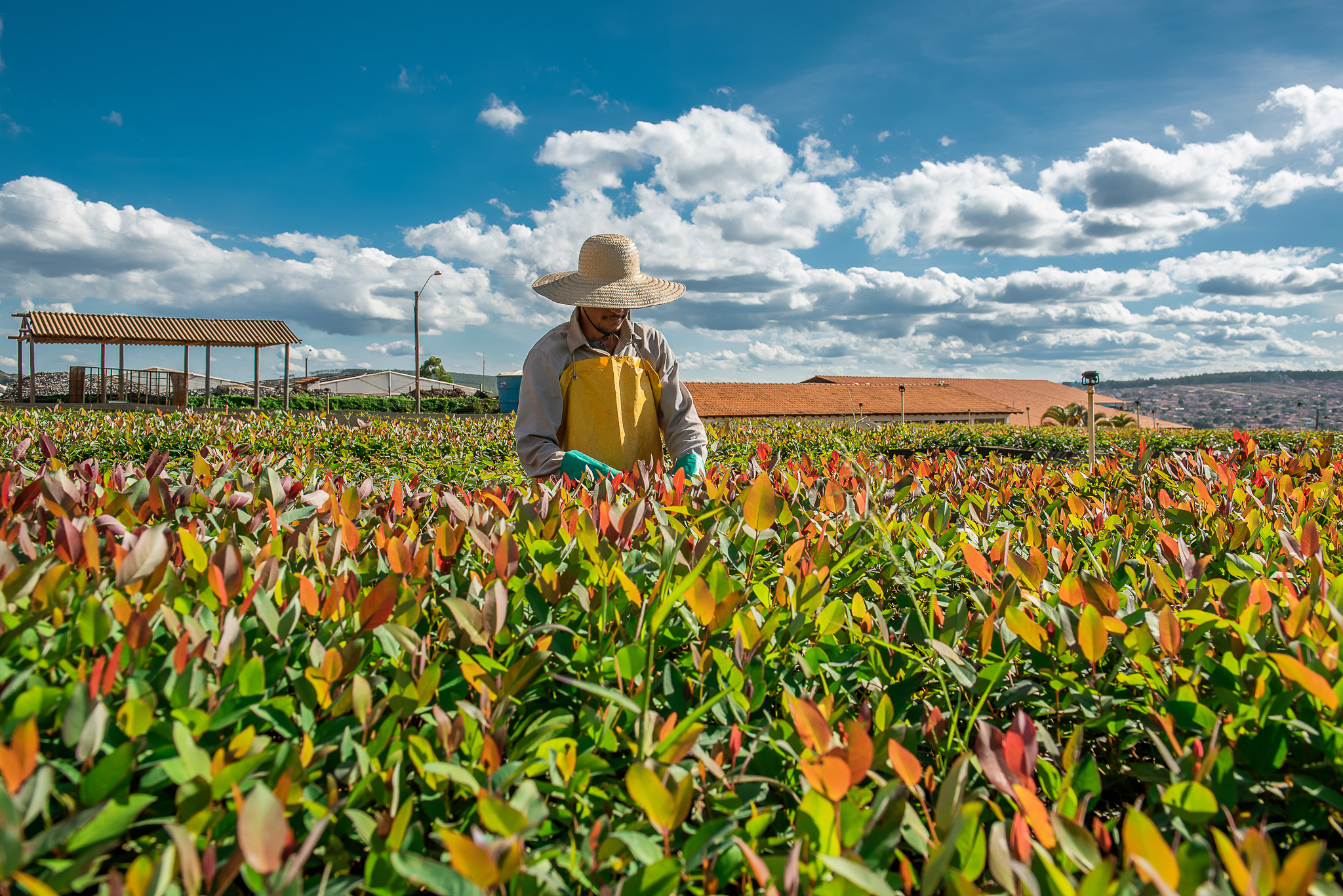 Aperam BioEnergia, a sustentabilidade do Aço Verde – Revista Caminhos Gerais