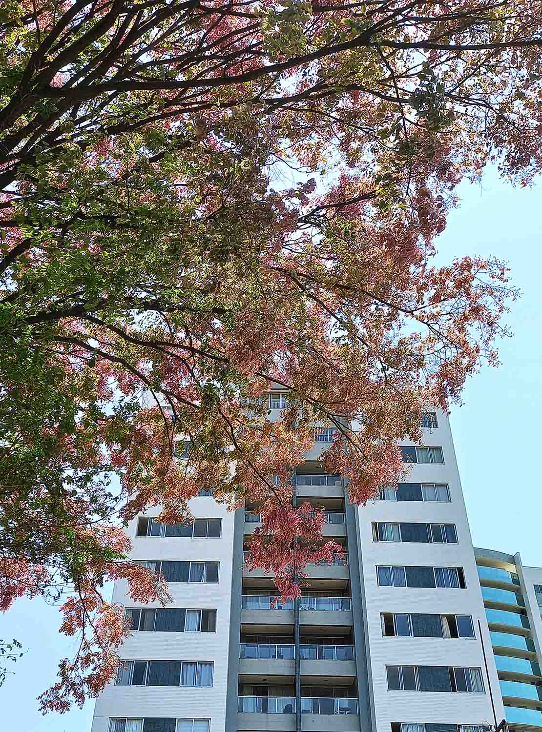 Sapucaia e peroba se adaptam ao ambiente urbano