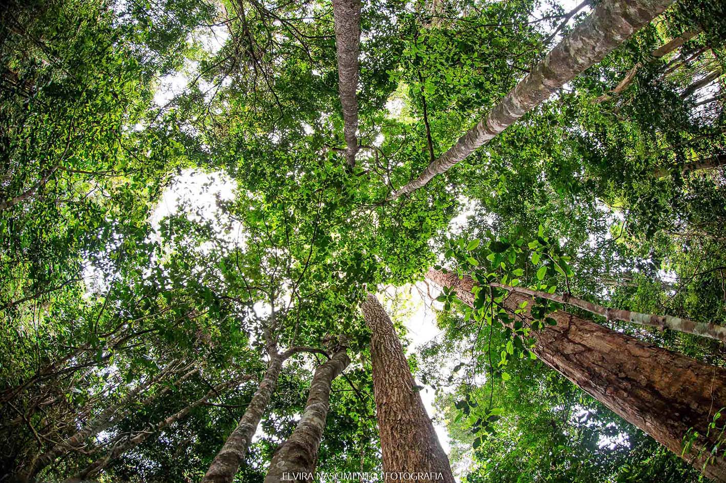 Herbário do Parque Estadual do Rio Doce disponibiliza coleção online