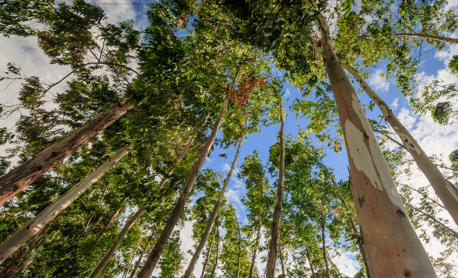 Projeto Florestar da Cenibra incentiva a conservação da biodiversidade