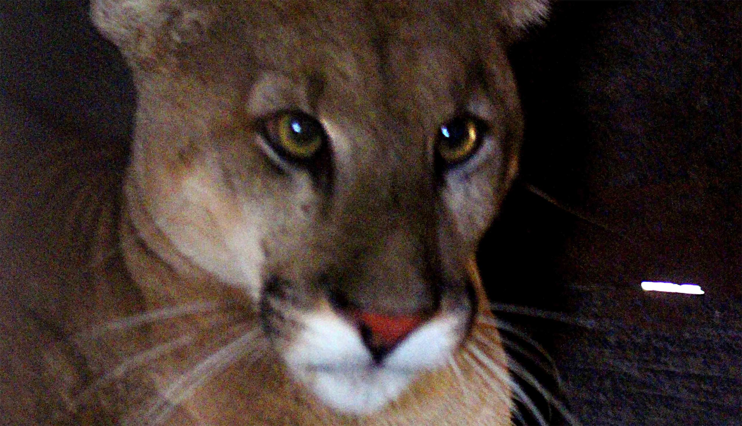 Onça-parda é resgatada em Santana do Paraíso está sob cuidados do Cebus