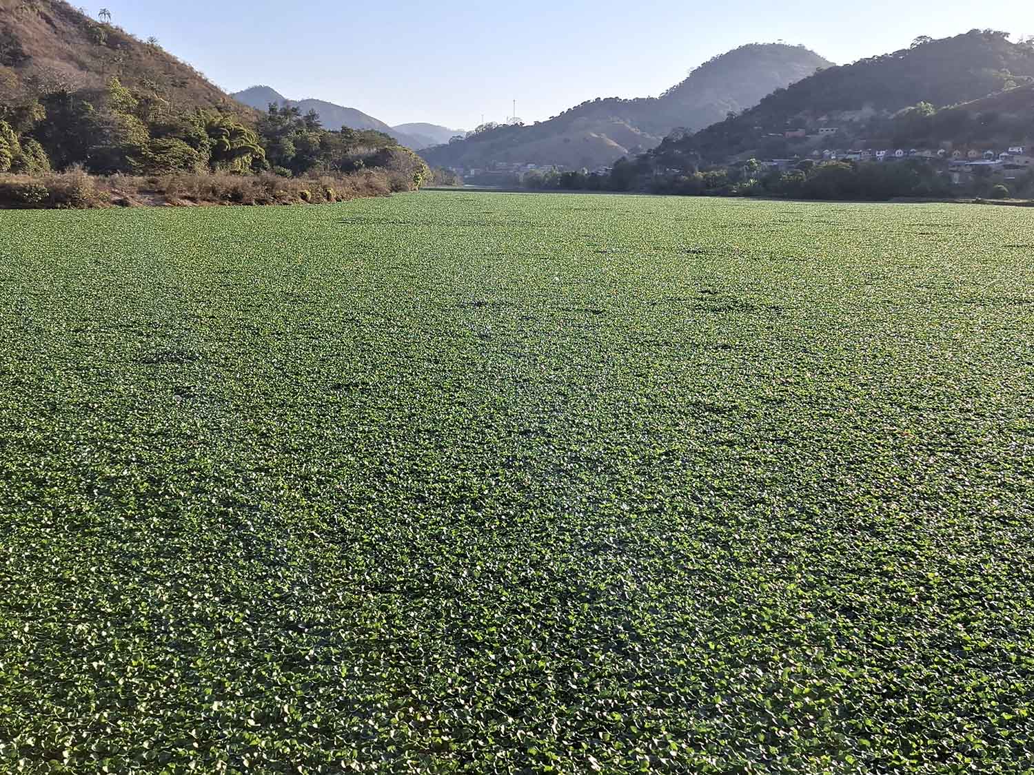Rio Piracicaba desaparece sob o mar de aguapés, em Antônio Dias