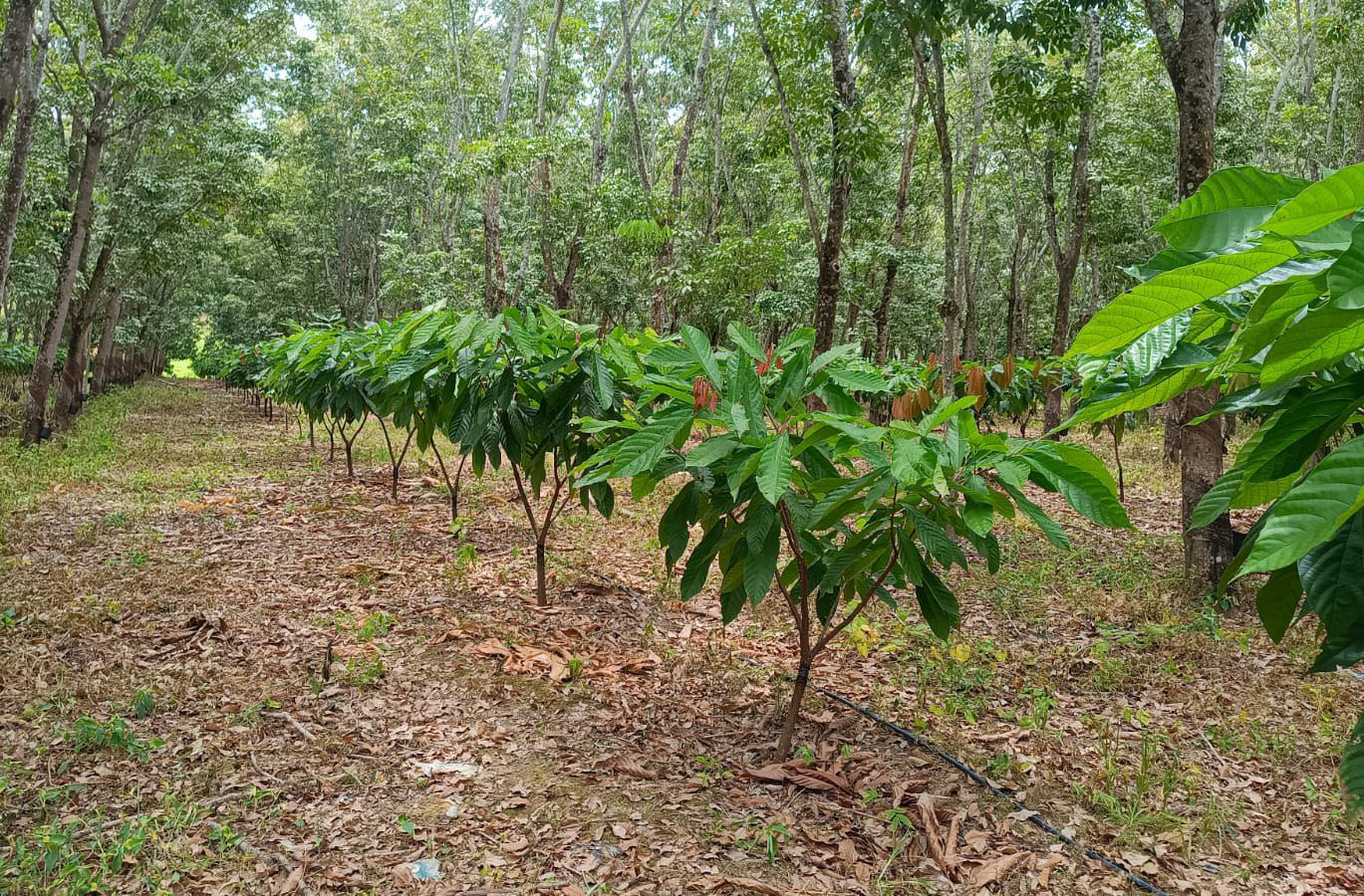 Cultivo de cacau pode se tornar lavoura alternativa no Vale do Rio Doce, especialmente no Leste mineiro