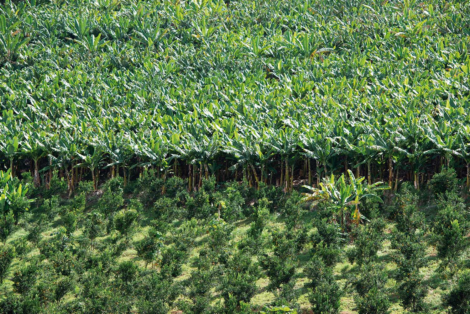 Produtores rurais, técnicos e lideranças do Vale do Aço se encontrarão no “Agro-A Força de Minas” em Belo Horizonte