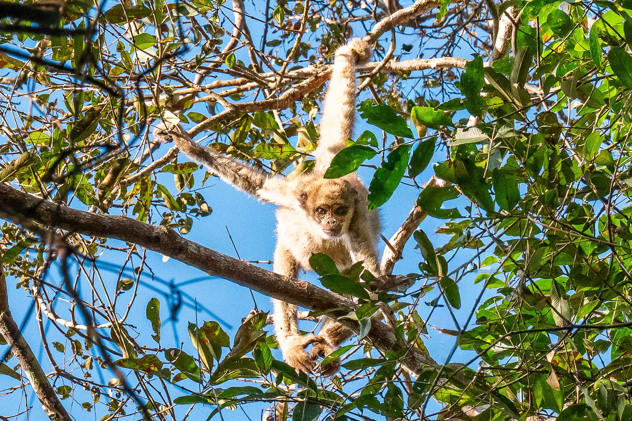 Estudos indicam que o primata mais ameaçado do Brasil, o Muriqui, encontra no Parque Estadual do Rio Doce, refúgio seguro para preservação de sua espécie