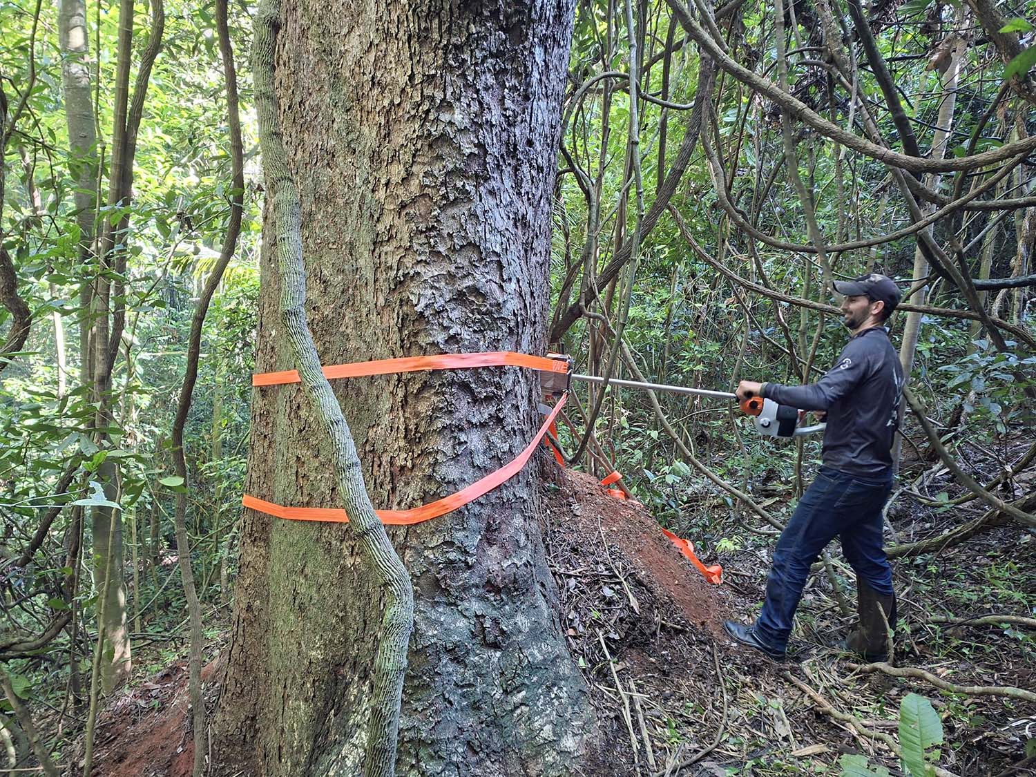 Estudo na RPPN Fazenda Macedônia, revela segredo de árvores gigantes e centenárias